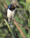 Hirundo rustica